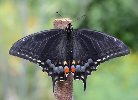 Papilio machaon hybrid (((machaon m x (machaon m x polyxenes asterius f) f) m) x machaon f)) (Internet Image property of respective owner, non-commercial use only)